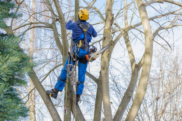 Best Arborist Consultation Services  in Blue Mountain, MS