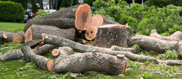 How Our Tree Care Process Works  in  Blue Mountain, MS