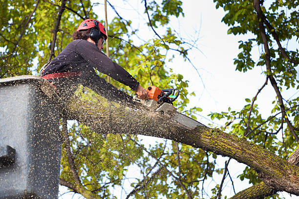 Pest Control for Lawns in Blue Mountain, MS